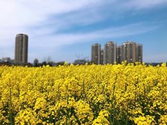 -四里河滨水生态公园