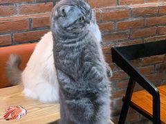 -豆逗聊愈猫阁Easy Life