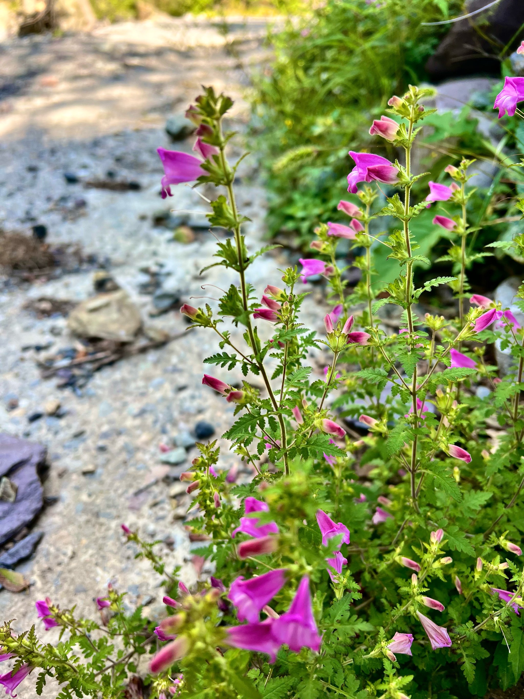 松蒿|路边野草是草药