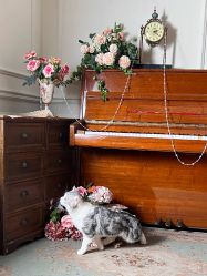 -米莱摄影写真(五大道别墅店)