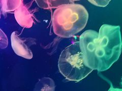 -成都浩海立方海洋公园