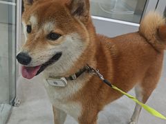 -谐和益家动物医院·免疫绝育·血液透析·宠保定点医院(高新伊藤分院)
