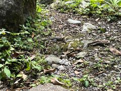 -西岭雪山大飞水景区