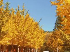 -洛阳白云山景区