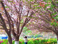 -西安青龙寺遗址景区