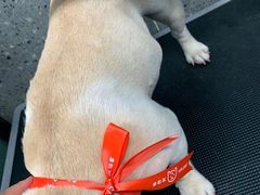 -宠物家(大兴旧宫店)