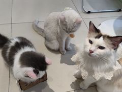 -怪兽屋·羊驼·猫咖·狗咖(俊华广场店)