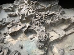 -自贡恐龙博物馆