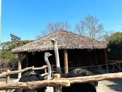 -上海野生动物园