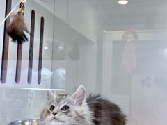 -青奢宠物·青奢猫舍