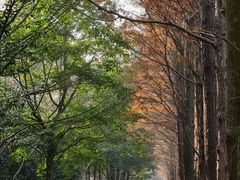 -上海滨江森林公园