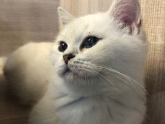-喵zoo家庭繁育猫舍(尖东智能花园店)
