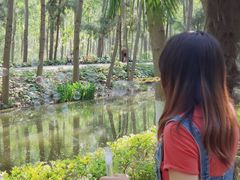 -合肥滨湖国家森林公园