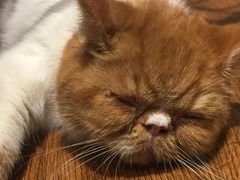 -绒爪撸猫下午茶·猫咖