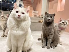 -猫儿山۰猫主题餐厅