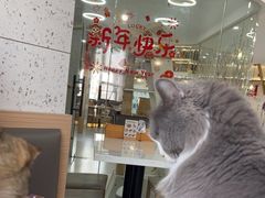 -喵园·猫主题咖啡厅·撸猫·猫咖(国贸店)