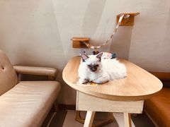 -藏猫猫咖啡主题馆(中央大道店)