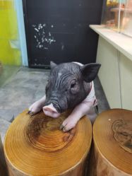 点击看大图 -神奇动物撸宠馆·羊驼·小浣熊·异宠(豫园店)