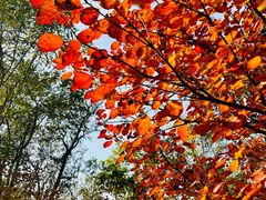 -阳台山自然风景区