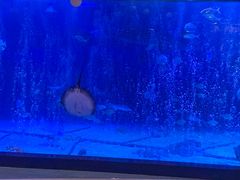 -烟台海昌鲸鲨海洋公园