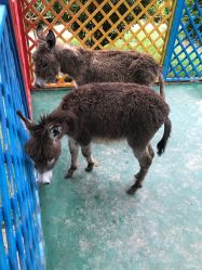 -萌宠亲子动物乐园(槐房万达店)