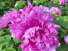 -北京市垂杨柳医院