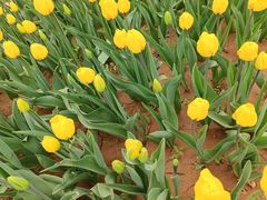 -洛阳郁金香牡丹园