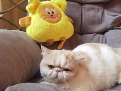 -滚猫咖啡·猫咖·猫友好撸猫(未来城店)