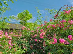 -紫颐香薰山谷景区
