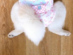 -柴犬小屋·柴餐厅·狗咖食堂(金鼎广场店)