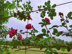 -广富林郊野公园