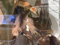 -酷以爬仙阁实体爬宠店·守宫·蜥蜴·专业繁育