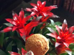 咖啡曲奇-香港珍妮曲奇聪明小熊饼干(迪美购物中心店)