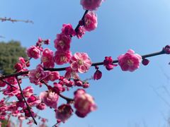 -九科绿洲