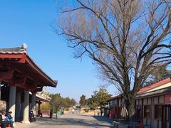 -洛阳古墓博物馆