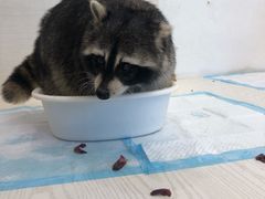 -浣熊柯尔鸭土拨鼠·电玩咖
