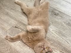 -艾贝尔动物医学中心·血液净化·神经内外科