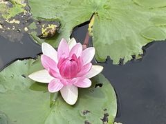 -花溪公园