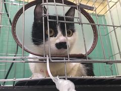 -米苏动物医院·犬猫专科·骨科外科内窥镜