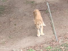 -深圳野生动物园