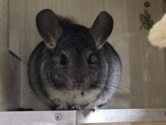 -菲尔斯特宠物医院