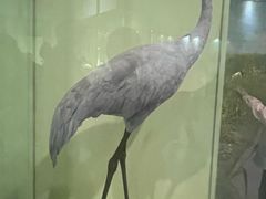 -盐城丹顶鹤湿地生态旅游区