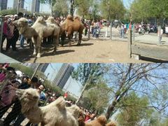 -长白岛森林公园