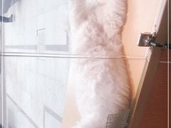-Pets First伊珊娜洗护·精致美容·家庭式寄养(新会路店)