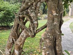 -中国科学院西双版纳热带植物园