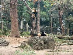 -都江堰中华大熊猫苑