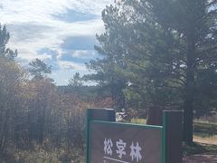 -红花尔基樟子松国家森林公园