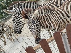 -泉州海丝野生动物世界