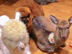 -猫色咖啡·猫咖