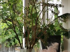 -蝶舍·MAISON PAPILLON